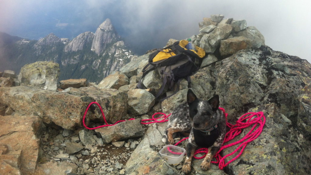 Dog Suzie on Summit of Sky Pilot