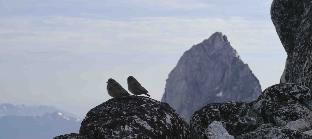 Love Birds 2014 Altus Mountain Guides